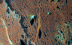 Birmanie - Mergui - 2018 - DSC03053 - Coral - Corail